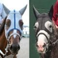 【凱旋門賞・１週前】メイショウタバルとアドマイヤテラが１週前追い切りを消化　日本馬初の勝利に向けて快調