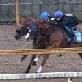 【シリウスＳ】昨年２着のサイモンザナドゥはパワフルな伸び脚披露　小林調教師「馬は充実していますね」