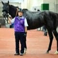 【注目馬動向】連勝中のラベルセーヌは荻野極騎手とコンビで秋華賞が目標　サンデーサラブレッドクラブが発表