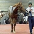 【注目馬動向】８月新潟の新馬戦を３馬身差で快勝したボーデコールは１０月１８日東京の自己条件へ