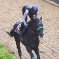 【スプリンターズＳ】２４年覇者ルガルは坂路で機敏に５４秒２-１２秒０　杉山晴調教師「このぐらい出ていれば十分かな」