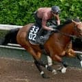 【注目馬動向】ダート３冠最終戦でシルバーレシオの鞍上が横山武史騎手に変更　岩田望来騎手が騎乗停止のため