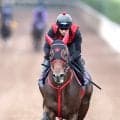 【スプリンターズＳ】４連勝いける！　軽快な動き見せた愛馬に西園調教師「いつものフリッカージャブらしい、いい動き」