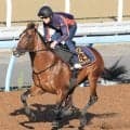 【注目馬動向】関屋記念９着のサンダーストラックはスワンＳで１４００メートルに初挑戦へ　キャロットクラブが発表