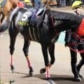 【門別・瑞穂賞】王者ベルピットが４戦連続で同一重賞３連覇の偉業達成！　単勝１・０倍に応えて大差で圧勝