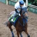 【注目馬動向】野路菊Ｓ３着のジーティーサクラは北村友一騎手とデイリー杯２歳Ｓへ　神戸新聞杯激走のシートゥサミットは菊花賞