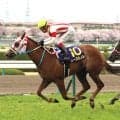 【ＰＯＧ】叔母は１７年桜花賞馬レーヌミノル　能力高いノーマンデーに茶木調教師「初戦から期待しています」