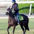 【注目馬動向】前川厩舎に重賞初タイトル届けたジーティーマイカは阪神ＪＦへ直行　「二刀流」サンライズジパングは近日中に帰厩