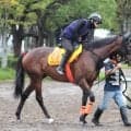 【注目馬動向】オールカマー９着のエセルフリーダは予定通りエリザベス女王杯へ