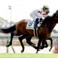 【注目馬動向・２歳】スーサンコルティナはデイリー杯２歳Ｓへ　パシアンジェンヌは報知新聞社杯エーデルワイス賞除外ならなでしこ賞に