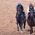 【毎日王冠１週前】ライヒスアドラーはやや手応えで見劣るも佐々木大輔騎手「全然心配していません」