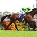 ２５、２６年高松宮記念を連覇したサトノレーヴが競走馬登録を抹消　社台スタリオンステーションで種牡馬入り