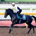 【京都大賞典・１週前】香港帰りのディープモンスターは好調キープ　池江調教師「いい頃の行きっぷりが…」