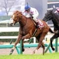 中山記念覇者のマテンロウスカイが競走馬登録を抹消　中山競馬場で乗馬になる予定