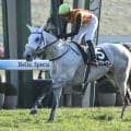【京都大賞典想定馬・騎手】アクアヴァーナル、ディープモンスターなど22頭