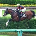 【中山４Ｒ・清秋ジャンプＳ】コレクテイニアが７馬身差で障害オープン初勝利　上野翔騎手「これが上限の雰囲気ではない」
