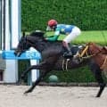 【ヤマボウシ賞】エランヴィータが好位から鮮やか差し切り！　三浦皇成騎手「距離の融通も利くと思います」