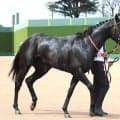 【２７日の注目・中山６Ｒ】半兄は安田記念２着のワールズエンド　良血シーギリヤロックが初ダートに挑戦