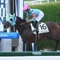【阪神6R新馬戦結果】ルヴァンスレーヴ産駒ヤマニンガルブが初陣飾る