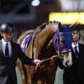 【船橋・日本テレビ盃枠順確定】ミッキーファイトは7枠7番、カゼノランナーは4枠4番