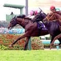 【スプリンターズＳ】ピューロマジックは香港→繁殖入り視野　橋本征道代表「カーインライジングに８００メートルだけは勝ちたい（笑）」