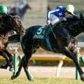 毎日王冠と京都大賞典 海外では凱旋門賞/今週の競馬界の見どころ
