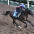 【京都大賞典・ヤマタケの特注馬】凱旋門賞ウィークにキズナ産駒　実は長距離で中身濃い走りを続けてきたサヴォーナの激走！