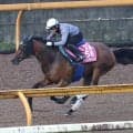 【マリーンＣ・枠順確定】関東オークス制覇のペンダントは４番枠　東京プリンセス賞Ｖのへスペリスは７番枠