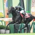 【京都大賞典想定騎手】ディープモンスターは浜中俊騎手、ダノンシーマは川田将雅騎手
