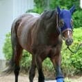 【注目馬動向】ジャックルマロワ賞１０着のシックスペンスは１１月２２日のマイルＣＳへ　キャロットクラブが発表