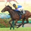 【注目馬動向】秋風Ｓ制したサウンドムーブは中山金杯などが選択肢　ヤマニンサンパは放牧挟みリゲルＳ視野