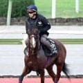【毎日王冠】アドマイヤクワッズが凱旋門賞挑戦の僚馬アドマイヤテラに吉報届ける　陣営「春よりもバランスが良くなっている」