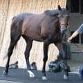 【毎日王冠】前走完勝のライヒスアドラーは重賞初制覇へ順調　上原佑調教師「３歳秋で成長してきた」