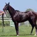 【兵庫競馬・転入馬情報】ダートの短距離で３勝を挙げるイミュータブルなど２３頭