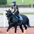 【毎日王冠】セイウンハーデスが得意の東京で重賞２勝目狙う　陣営「何とかもうひとつタイトルを取らせてあげたい」