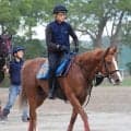 【毎日王冠】レイニングは得意な舞台で初タイトル獲得へ　森一調教師「重賞でも力を出せれば通用していい」