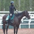 【今週のトク注新馬】４・１億円馬ジーティーギャングが満を持してデビュー　福永調教師「能力があるのは間違いない」