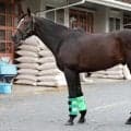 ソングラインをほうふつとさせる体つき 馬体派記者が注目する毎日王冠出走馬は