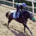 【毎日王冠】サトノシャイニングが長欠明けを叩き上昇気配　杉山晴調教師「ガス抜きができた」