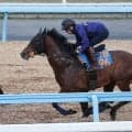 【毎日王冠】レガーロデルシエロは併せ馬で納得の併入　栗田調教師「一連の状態はキープできている」