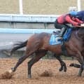 【ジャパンダートクラシック】海外惨敗から反撃狙う２冠馬フィンガー、併走遅れにも田中博調教師「この馬らしい動き」