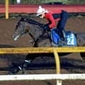 【京都大賞典】ダノンシーマ重賞初Ｖへ中内田調教師「距離に合った戦法でリズム良く走れるようになっているのは強みかな」