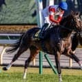 東西GIIにダノン軍団の超高額馬がエントリー 史上最高額のJRA重賞勝ち馬となるか