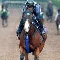 ママコチャの競走馬登録抹消をＪＲＡが発表　白毛の全姉ソダシと同じ生まれ故郷のノーザンＦで繁殖入り