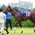 【注目馬動向】スプリンターズＳでまさかの１５着だったパンジャタワーは年内休養へ　橋口調教師「来年は一回叩いて、高松宮記念に行ければ」