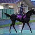【ＰＯＧ】良血馬ヴァルカモニカは宮田調教師がポテンシャルを絶賛！　「いきなり勝ち負けできそう。楽しみです」
