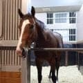 【ＰＯＧ】４・１億円の超高額＆良血馬ジーティーギャングに注目　福永調教師も「楽しみです」と期待