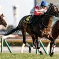 【京都大賞典枠順確定】ダノンシーマは8枠18番、ヘデントールは2枠4番