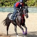 「九州産の星」ヨカヨカの初子ヨカオウが香港へ電撃移籍！　先月３０日に競走馬登録は抹消　九州の魂が海を渡る