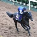 【オパールＳ・金曜気配】１年半ぶり勝利狙う８歳馬ヨシノイースター　中尾調教師「あまりスピード決着には…」